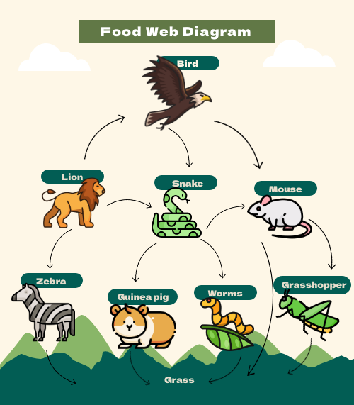 food-web-diagram.png