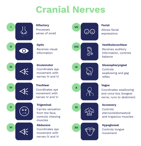cranial-nerves.png