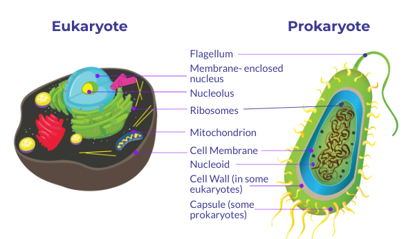 eukaryote-prokaryote.png